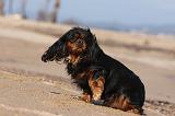 CAVALIER KING CHARLES 459